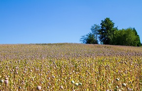 【评奖通知】2019-2021年度全国农牧渔业丰收奖申报工作开始