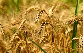 2021年全国农业绿色发展典型案例