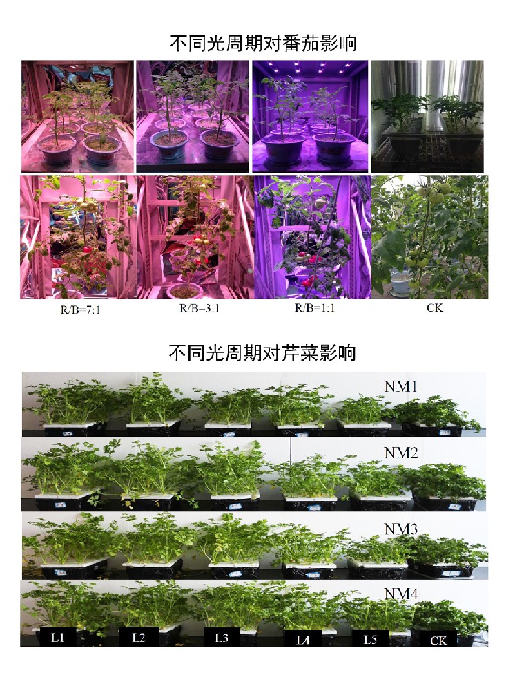 植物工厂西农试验.jpg
