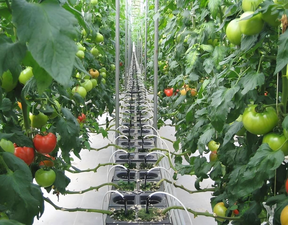 汝南番茄产业园