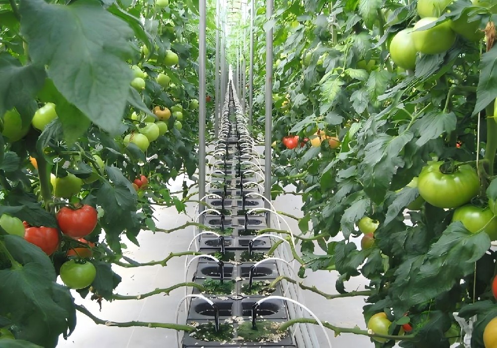 汝南番茄产业园