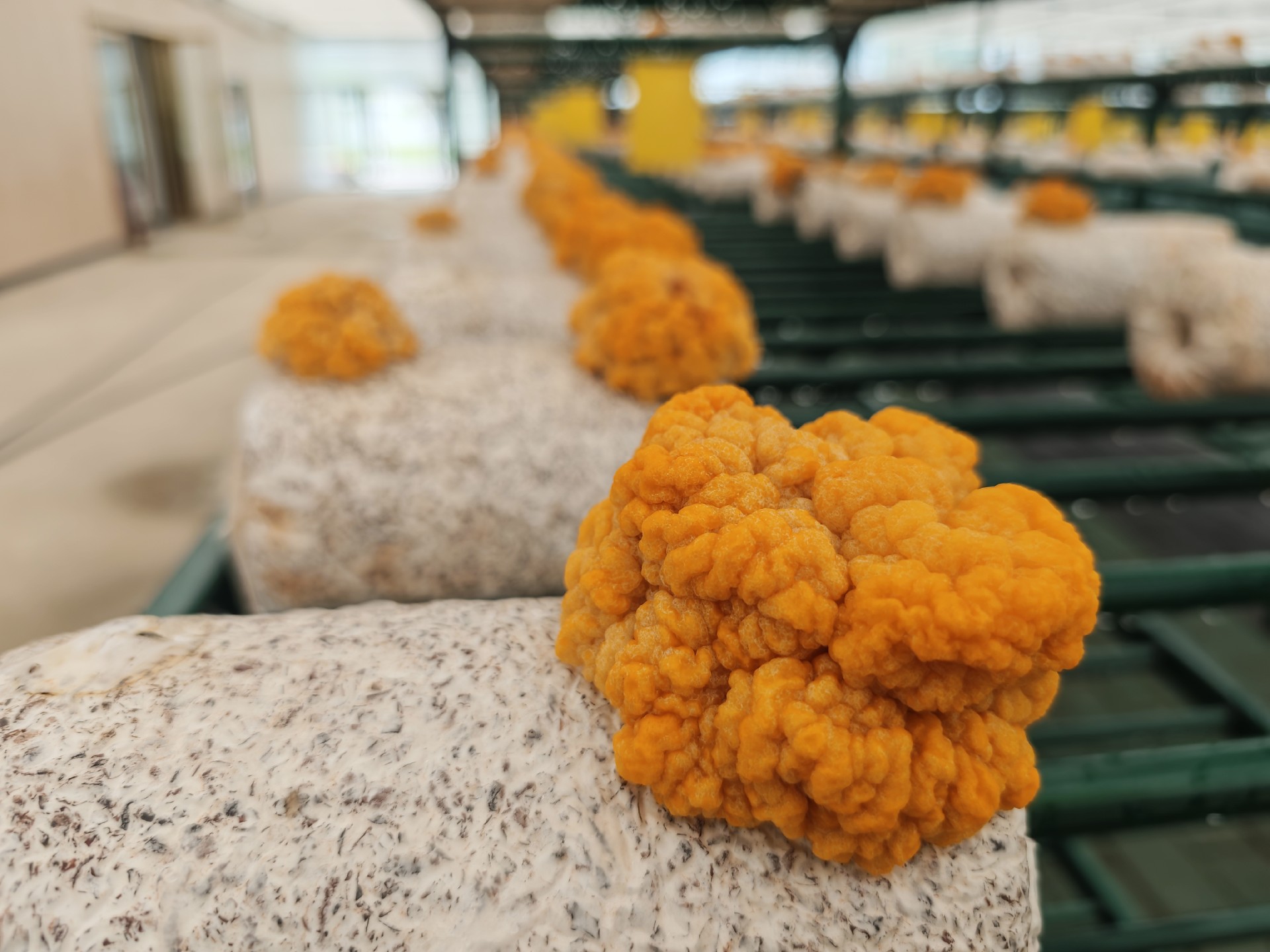 柞水金米智慧农业园规划设计