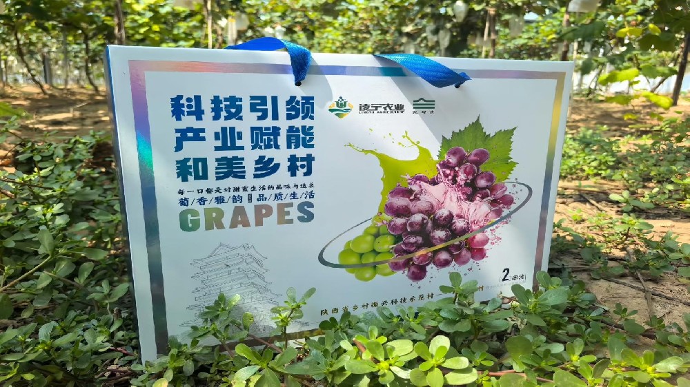 佳县葡香满溢，科技赋能乡村振兴新画卷